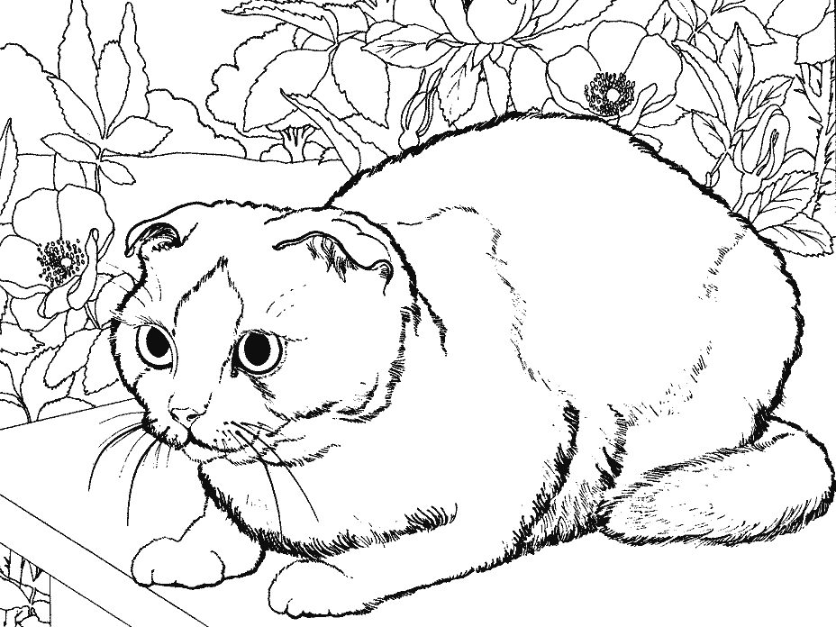 Dibujo para colorear: Kitten (Animales) #18135 - Dibujos para Colorear e Imprimir Gratis