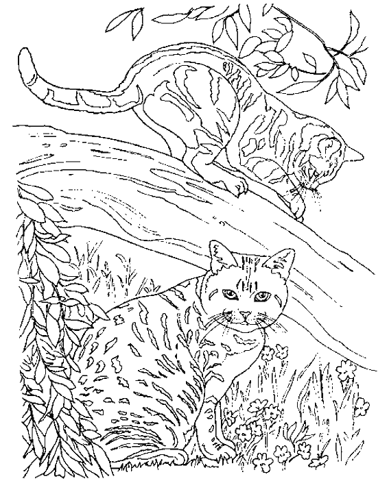 Dibujo para colorear: Kitten (Animales) #18146 - Dibujos para Colorear e Imprimir Gratis