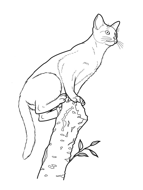 Dibujo para colorear: Kitten (Animales) #18162 - Dibujos para Colorear e Imprimir Gratis