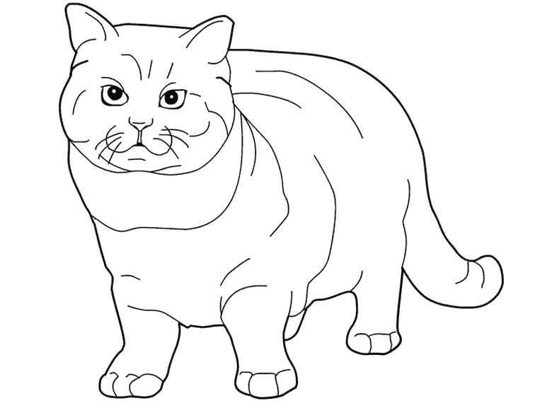 Dibujo para colorear: Kitten (Animales) #18166 - Dibujos para Colorear e Imprimir Gratis