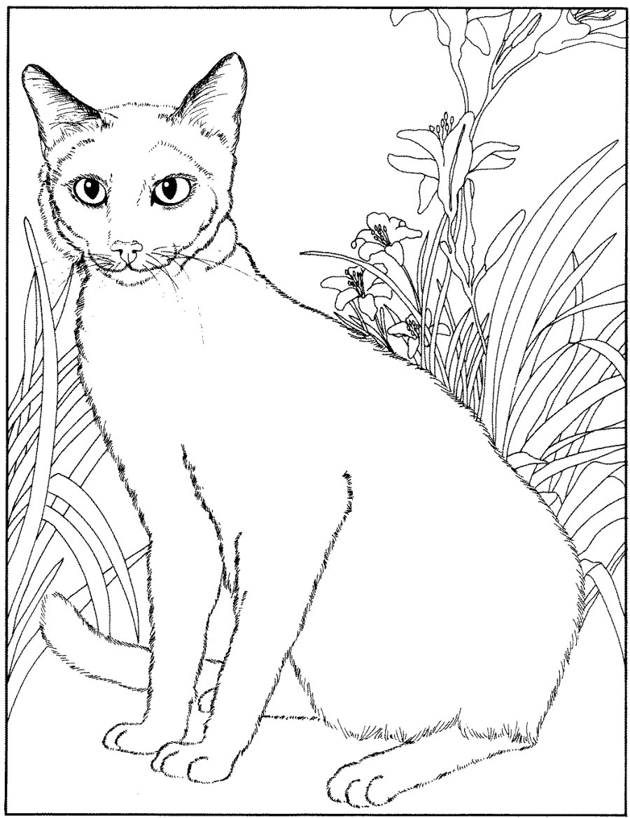 Dibujo para colorear: Kitten (Animales) #18205 - Dibujos para Colorear e Imprimir Gratis