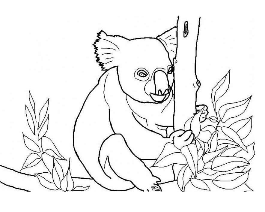 Dibujo gratuito Koala #178760 de la coleccion Animales para imprimir