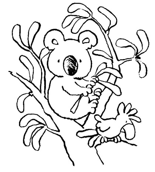 Dibujo para colorear: Koala (Animales) #9341 - Dibujos para Colorear e Imprimir Gratis