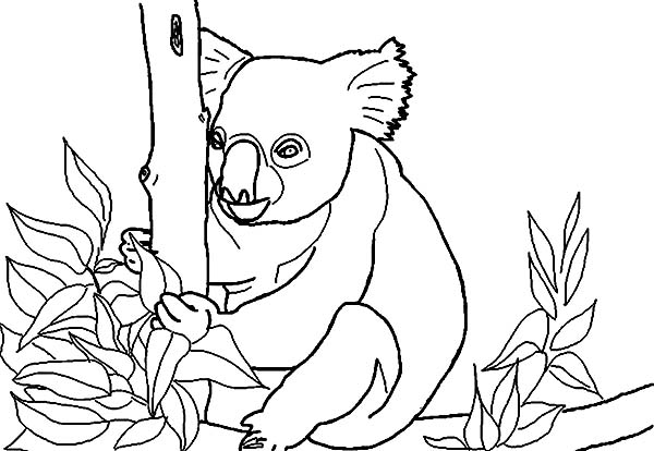 Dibujo para colorear: Koala (Animales) #9456 - Dibujos para Colorear e Imprimir Gratis