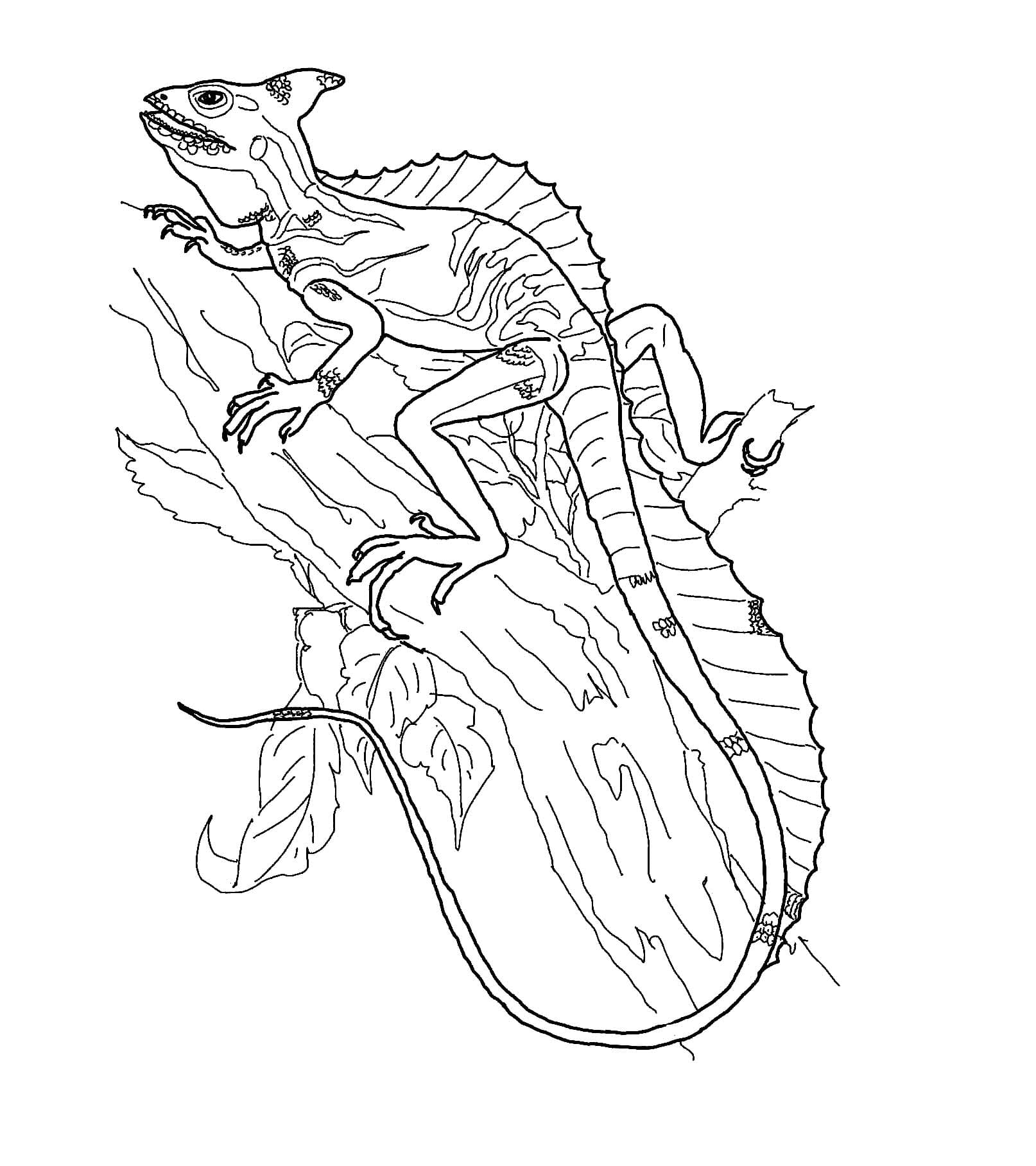 Dibujo para colorear: Lagarto (Animales) #217858 - Dibujos para Colorear e Imprimir Gratis