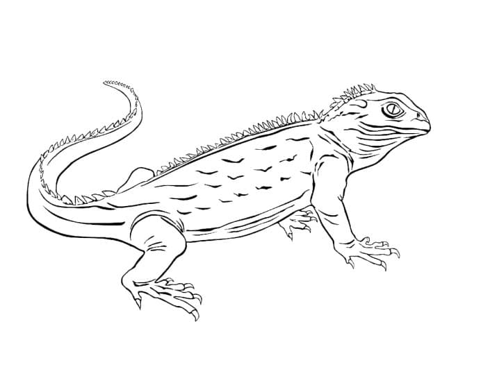 Dibujo para colorear: Lagarto (Animales) #217869 - Dibujos para Colorear e Imprimir Gratis