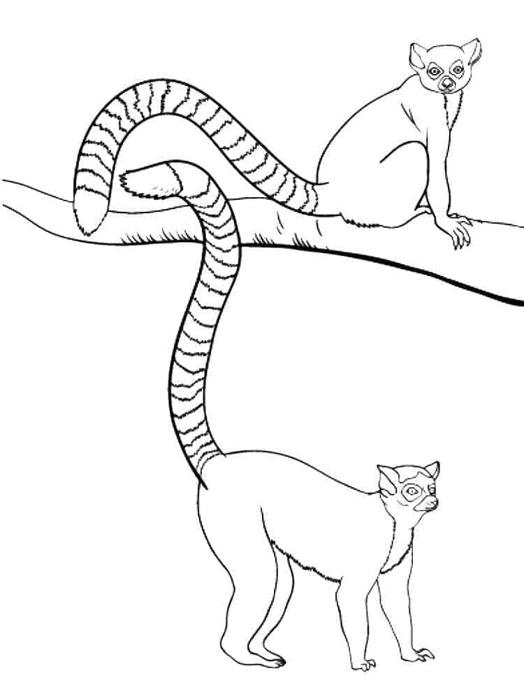 Dibujo gratuito Lémur #219686 de la coleccion Animales para imprimir