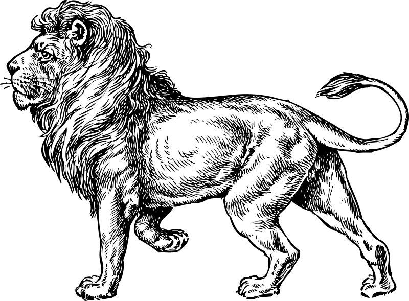 Dibujos de León #10318 (Animales) para colorear y pintar – Páginas para  imprimir
