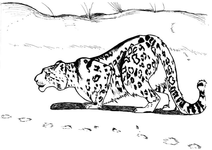 Dibujo gratuito Leopardo #189155 de la coleccion Animales para imprimir Dibujo gratuito Leopardo #189155 de la coleccion Animales para imprimir