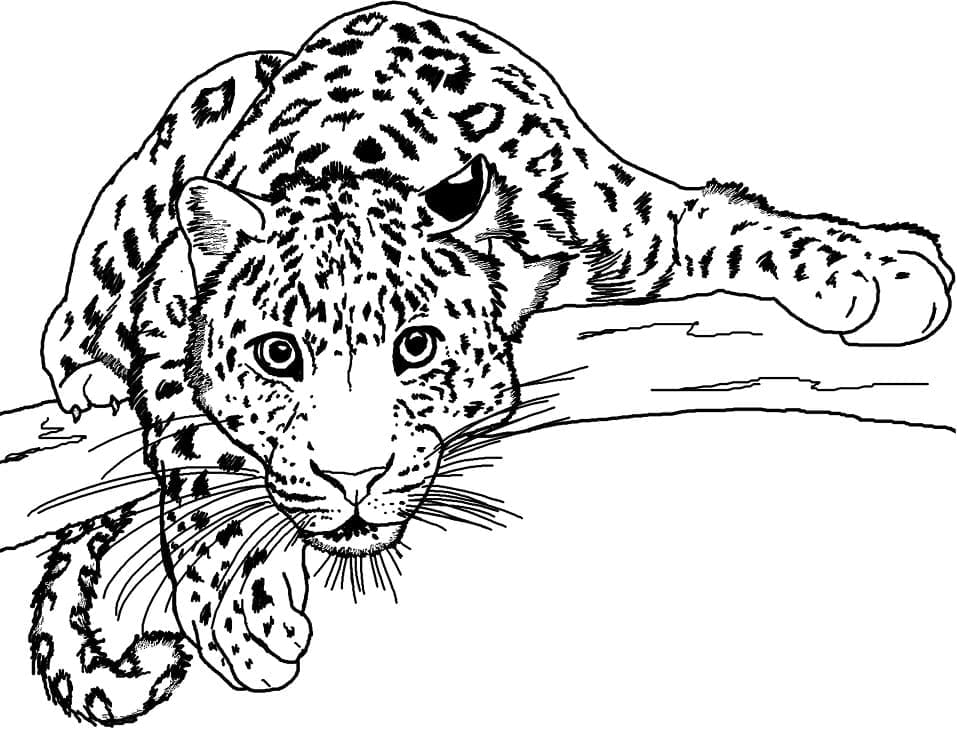 Dibujo gratuito Leopardo #189166 de la coleccion Animales para imprimir