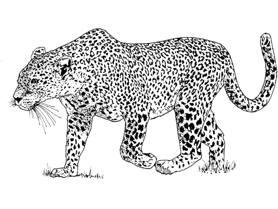 Dibujo gratuito Leopardo #189172 de la coleccion Animales para imprimir Dibujo gratuito Leopardo #189172 de la coleccion Animales para imprimir