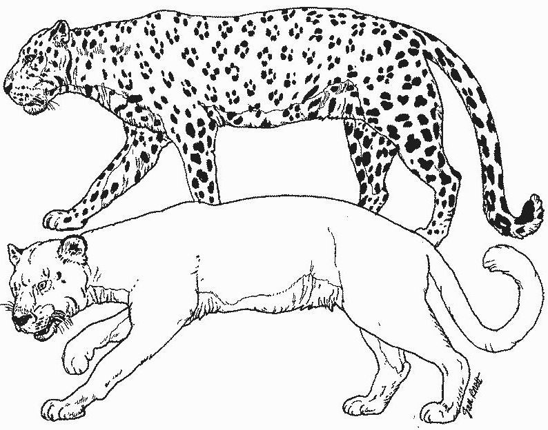 Dibujo para colorear: Leopardo (Animales) #9738 - Dibujos para Colorear e Imprimir Gratis