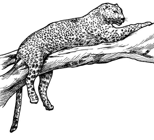 Dibujo para colorear: Leopardo (Animales) #9740 - Dibujos para Colorear e Imprimir Gratis