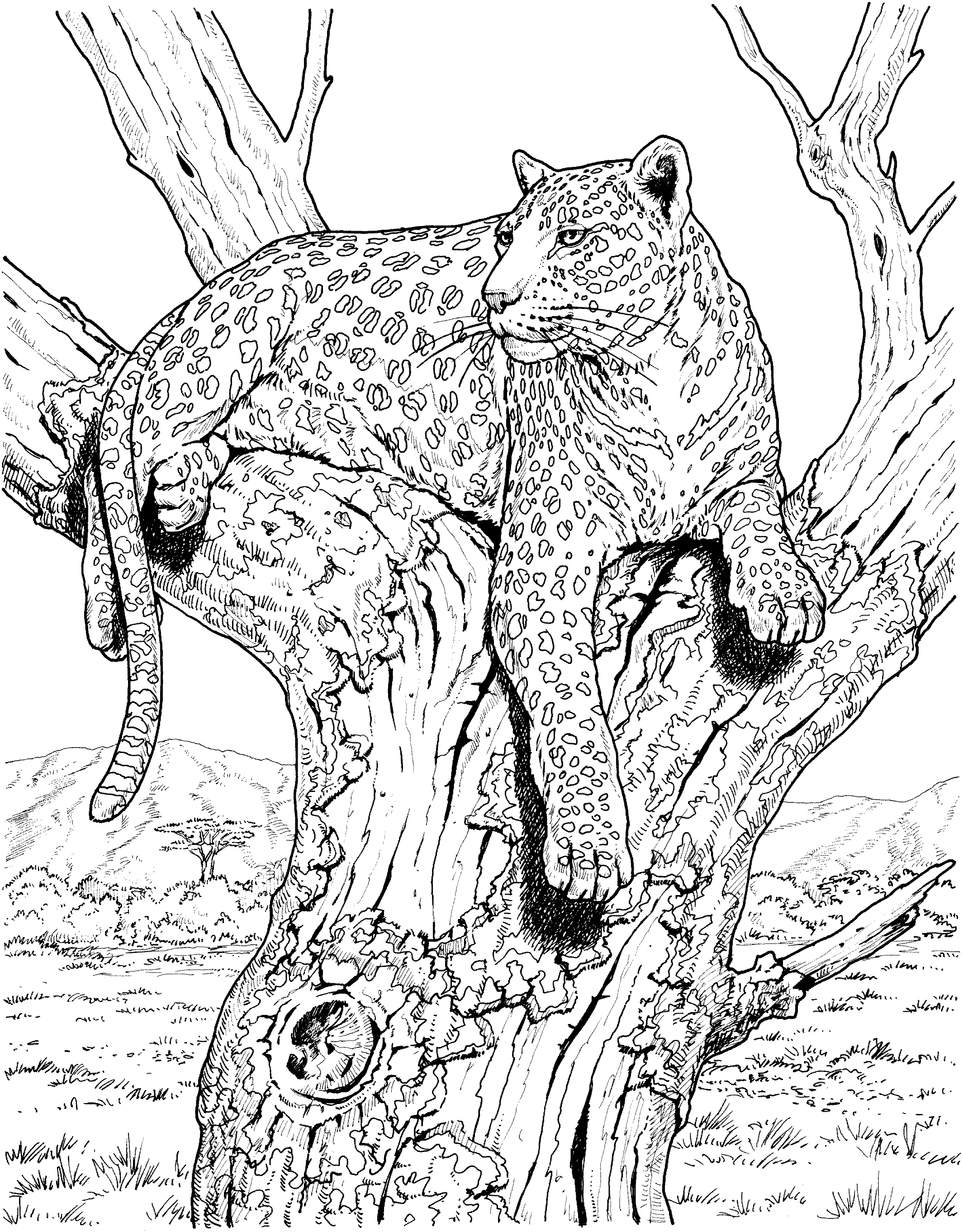 Dibujo para colorear: Leopardo (Animales) #9770 - Dibujos para Colorear e Imprimir Gratis