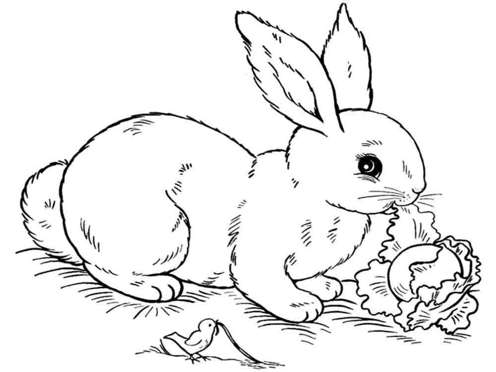 Dibujo gratuito Liebre #209024 de la coleccion Animales para imprimir