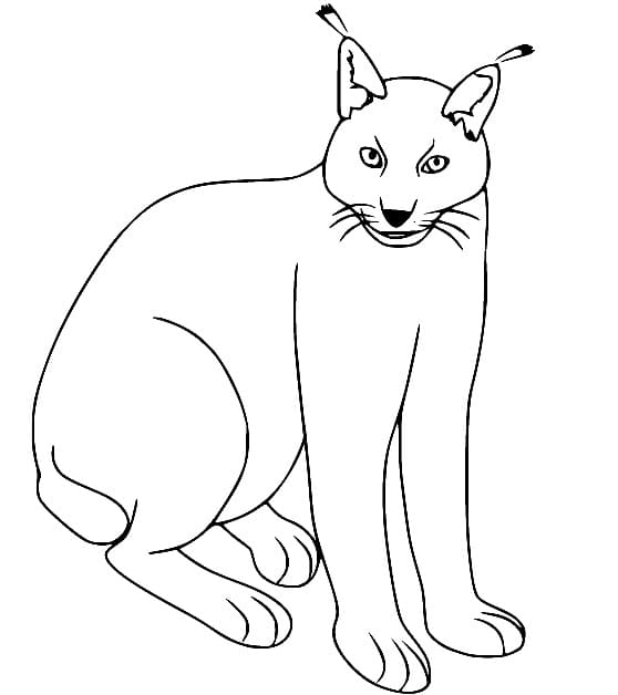 Dibujo gratuito Lince #189235 de la coleccion Animales para imprimir