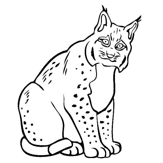 Dibujo gratuito Lince #189245 de la coleccion Animales para imprimir