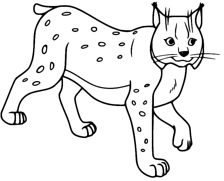Dibujo gratuito Lince #189247 de la coleccion Animales para imprimir
