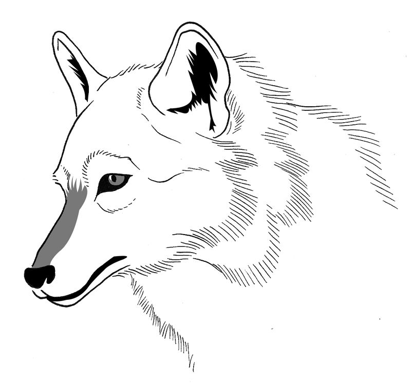 Dibujo para colorear: Lobo (Animales) #10528 - Dibujos para Colorear e Imprimir Gratis