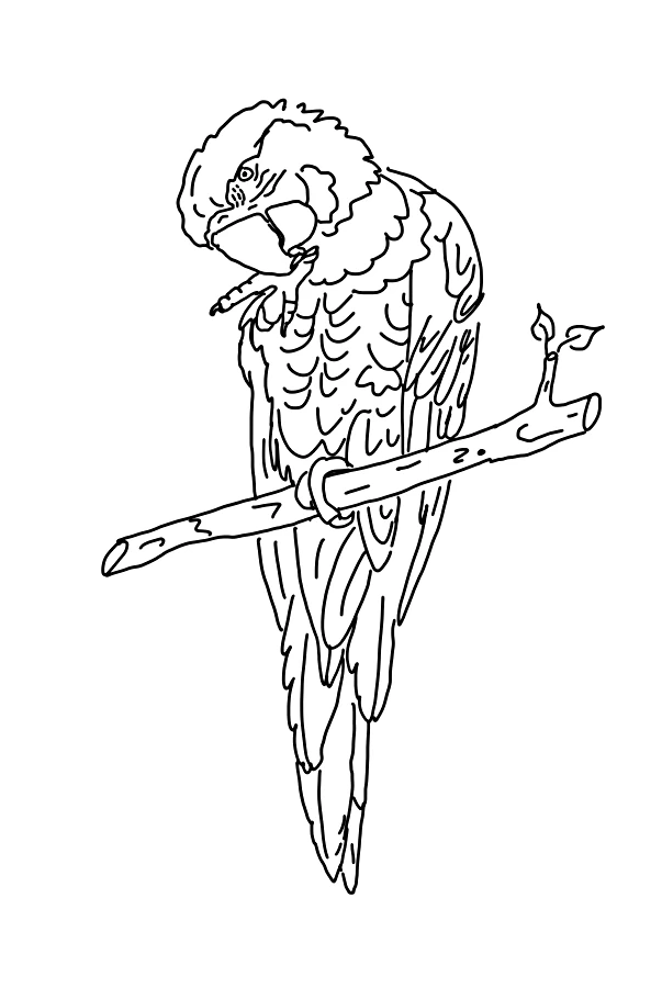 Dibujo gratuito Loro #16102 de la coleccion Animales para imprimir