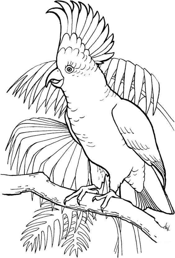 Dibujo gratuito Loro #179093 de la coleccion Animales para imprimir