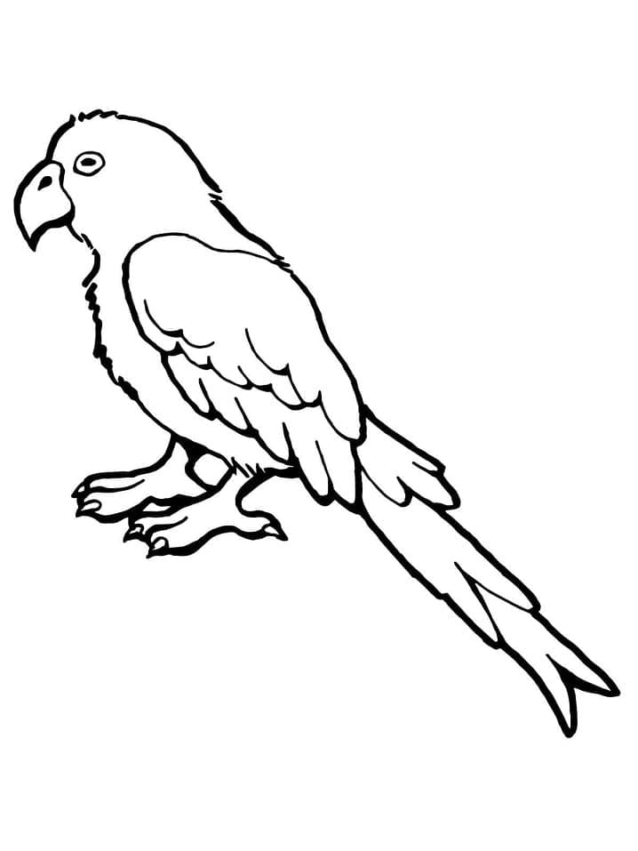 Dibujo gratuito Loro #179097 de la coleccion Animales para imprimir