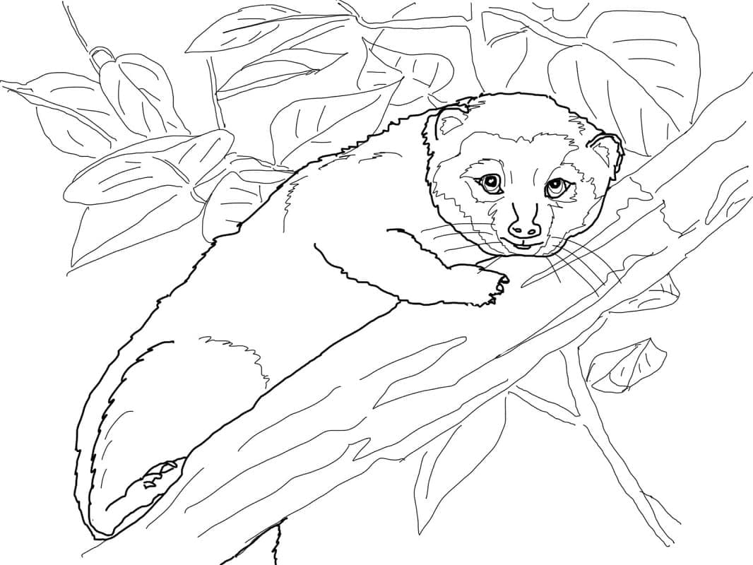 Dibujo gratuito Mapache #208508 de la coleccion Animales para imprimir