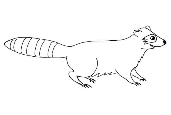 Dibujo gratuito Mapache #208511 de la coleccion Animales para imprimir