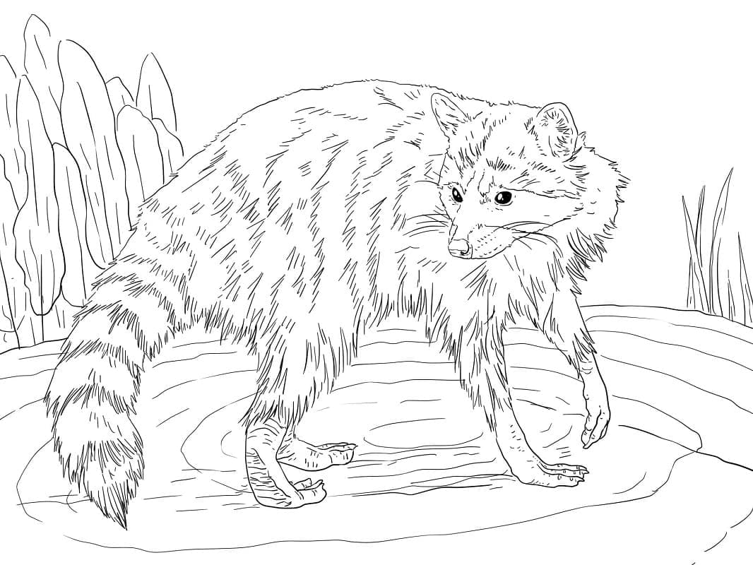 Dibujo gratuito Mapache #208516 de la coleccion Animales para imprimir Dibujo gratuito Mapache #208516 de la coleccion Animales para imprimir