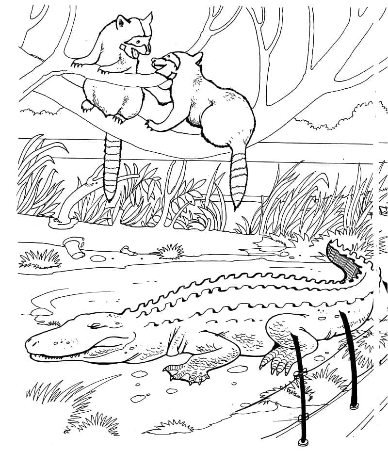 Dibujo gratuito Mapache #208529 de la coleccion Animales para imprimir