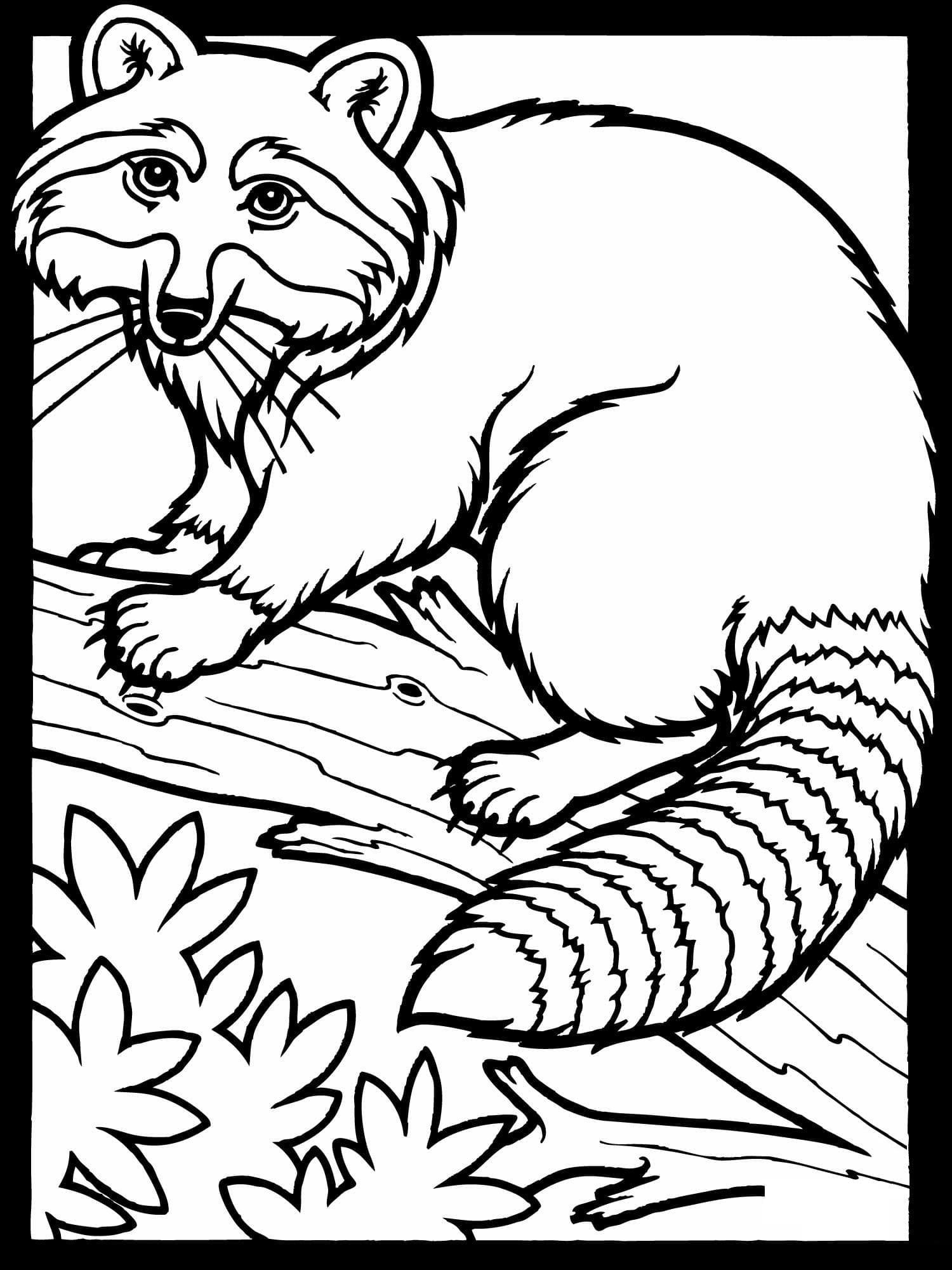 Dibujo gratuito Mapache #208537 de la coleccion Animales para imprimir Dibujo gratuito Mapache #208537 de la coleccion Animales para imprimir