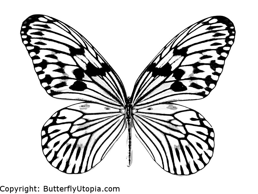 Dibujo para colorear: Mariposa (Animales) #15665 - Dibujos para Colorear e Imprimir Gratis