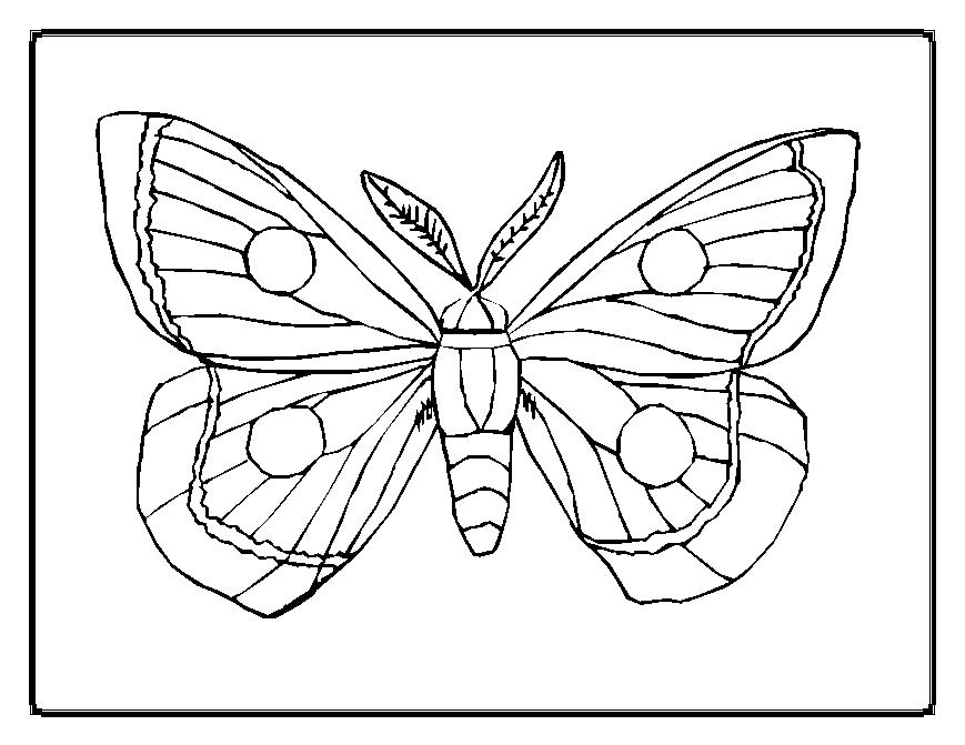 Dibujo para colorear: Mariposa (Animales) #15667 - Dibujos para Colorear e Imprimir Gratis