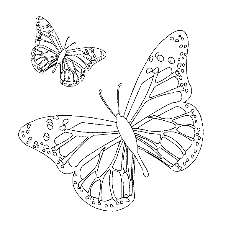 Dibujo para colorear: Mariposa (Animales) #15672 - Dibujos para Colorear e Imprimir Gratis