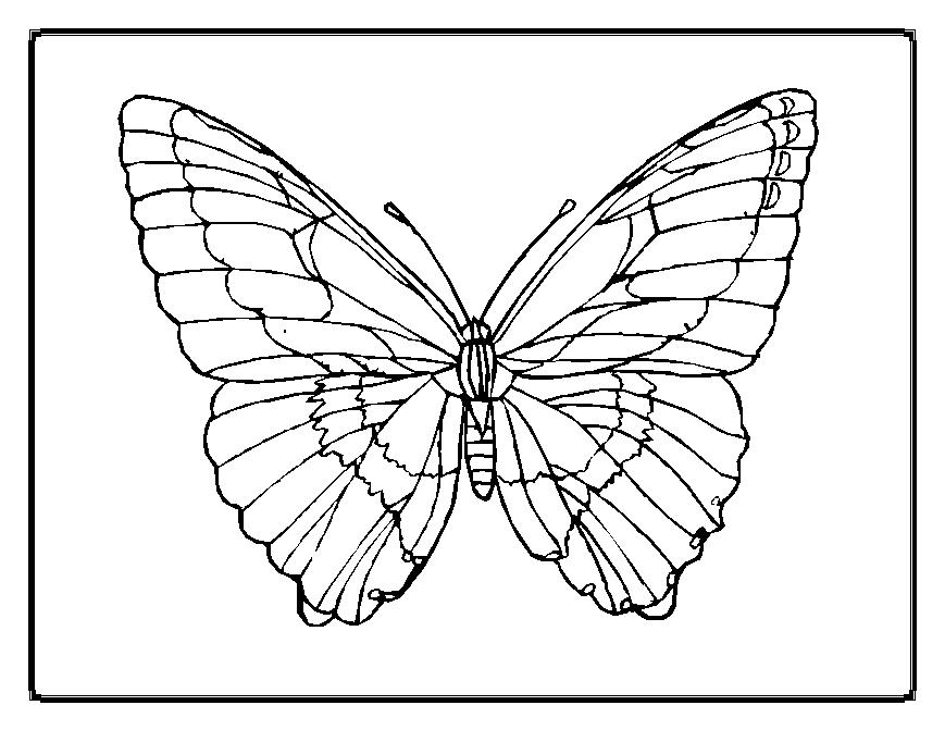 Dibujo para colorear: Mariposa (Animales) #15673 - Dibujos para Colorear e Imprimir Gratis