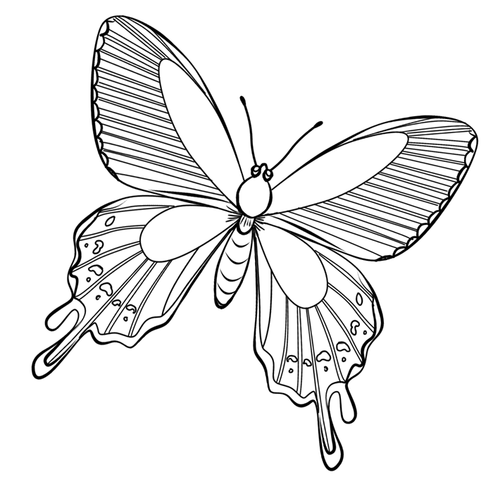Dibujo para colorear: Mariposa (Animales) #15715 - Dibujos para Colorear e Imprimir Gratis
