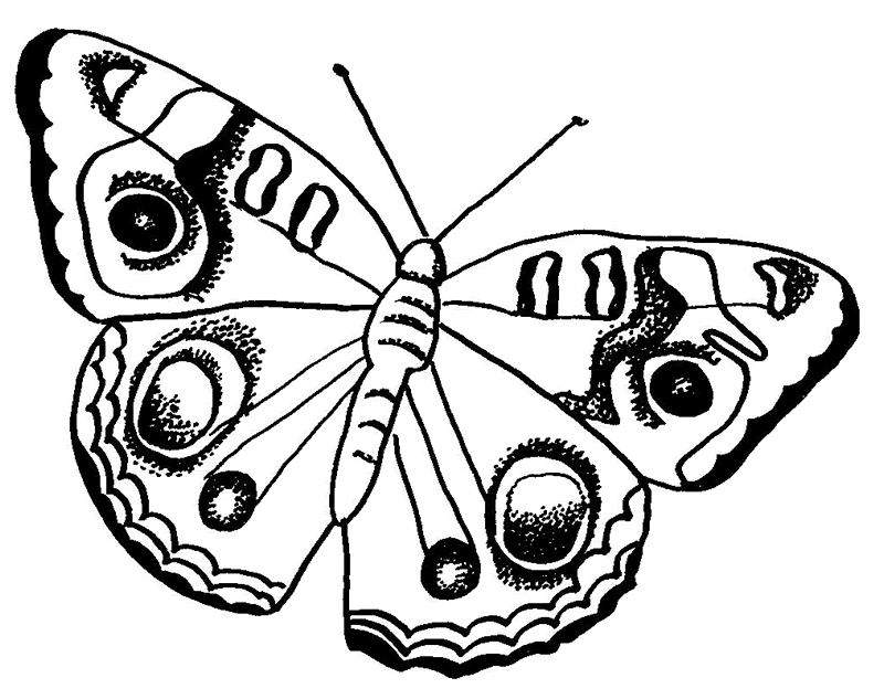Dibujo para colorear: Mariposa (Animales) #15718 - Dibujos para Colorear e Imprimir Gratis
