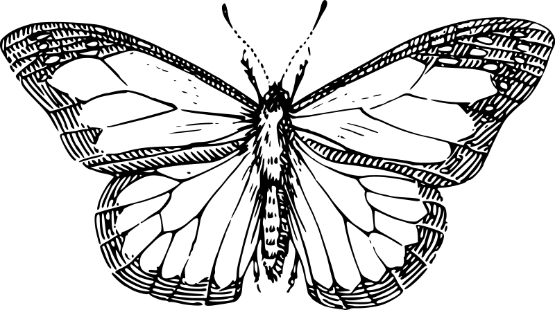 Dibujo para colorear: Mariposa (Animales) #15761 - Dibujos para Colorear e Imprimir Gratis