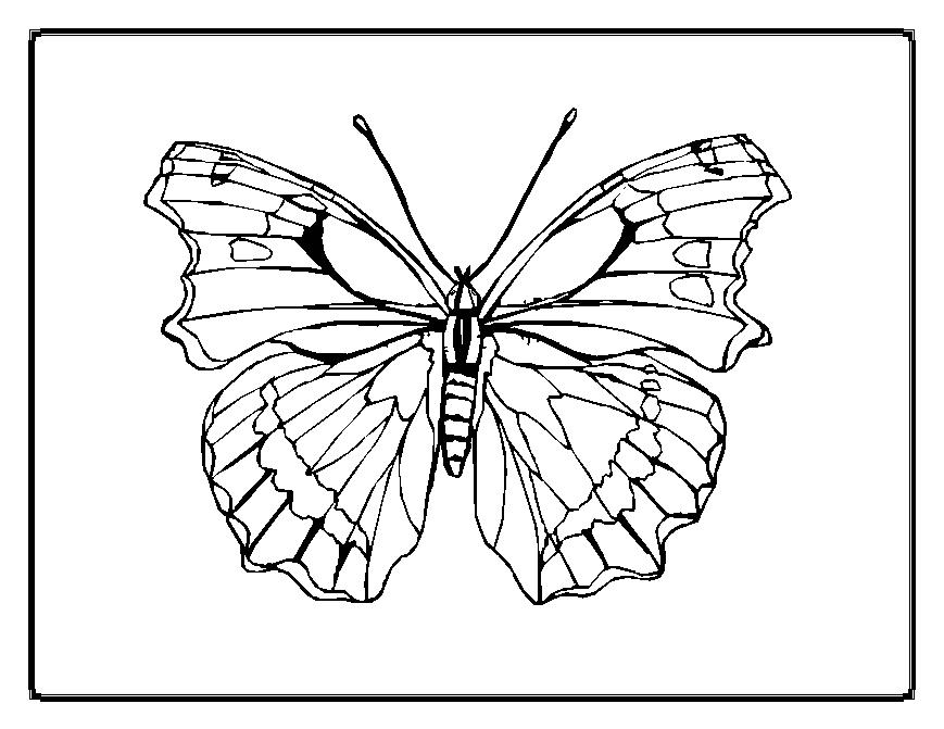 Dibujo para colorear: Mariposa (Animales) #15774 - Dibujos para Colorear e Imprimir Gratis