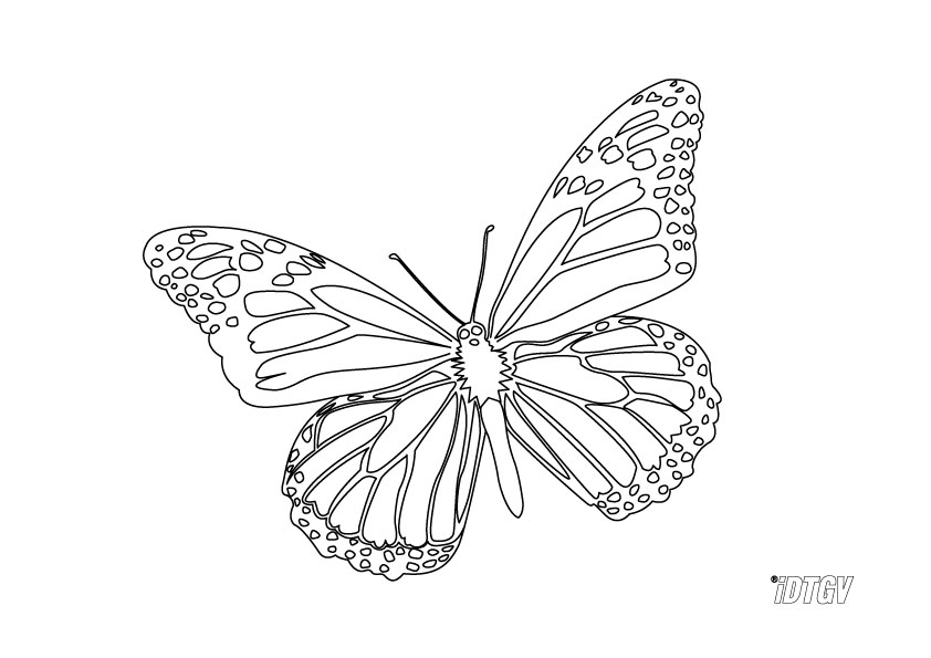 Dibujo para colorear: Mariposa (Animales) #15794 - Dibujos para Colorear e Imprimir Gratis