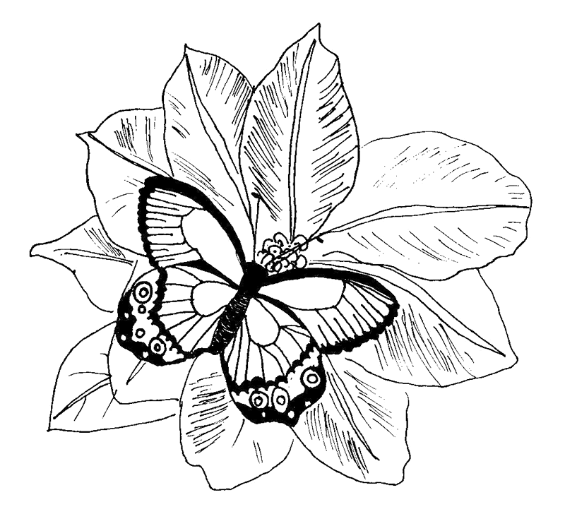 Dibujo para colorear: Mariposa (Animales) #15815 - Dibujos para Colorear e Imprimir Gratis