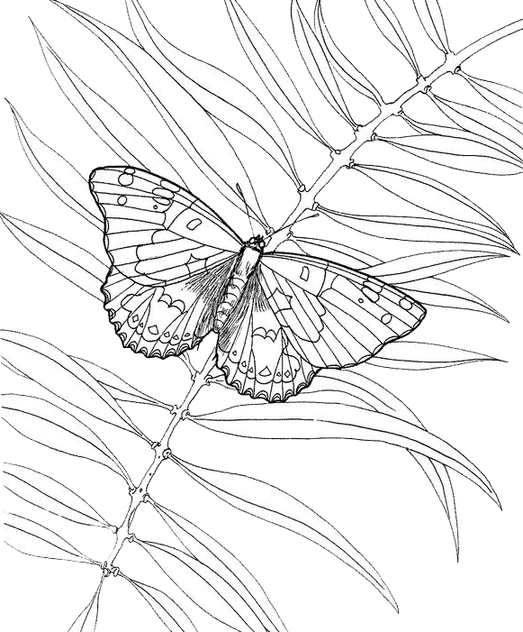 Dibujo para colorear: Mariposa (Animales) #15841 - Dibujos para Colorear e Imprimir Gratis