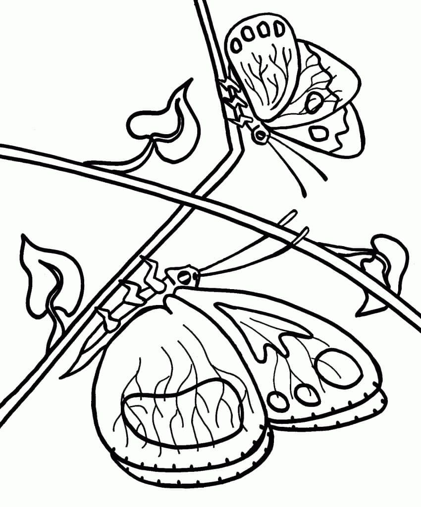 Dibujo gratuito Mariposa #175116 de la coleccion Animales para imprimir