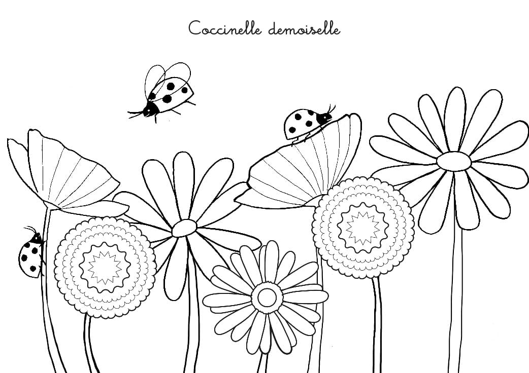 Dibujo gratuito Mariquita #177689 de la coleccion Animales para imprimir Dibujo gratuito Mariquita #177689 de la coleccion Animales para imprimir