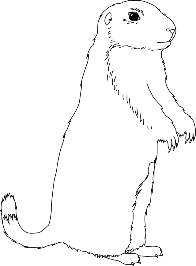 Dibujo para colorear: Marmota (Animales) #10889 - Dibujos para Colorear e Imprimir Gratis