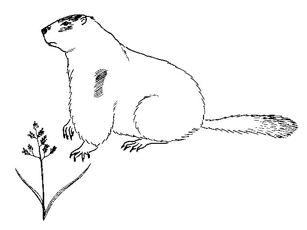 Dibujo para colorear: Marmota (Animales) #10897 - Dibujos para Colorear e Imprimir Gratis