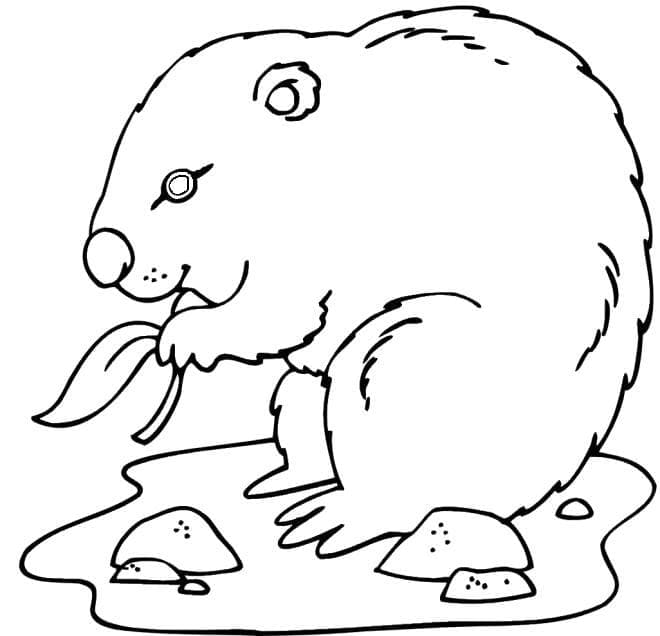 Dibujo gratuito Marmota #212710 de la coleccion Animales para imprimir