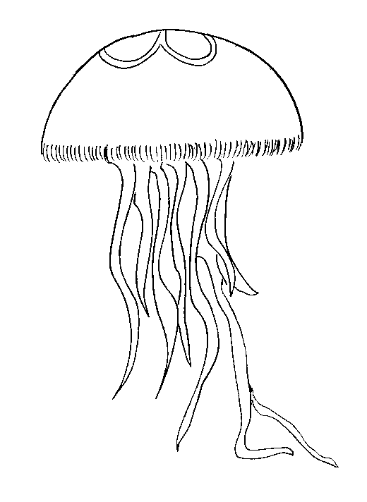 Dibujo para colorear: Medusa (Animales) #20416 - Dibujos para Colorear e Imprimir Gratis
