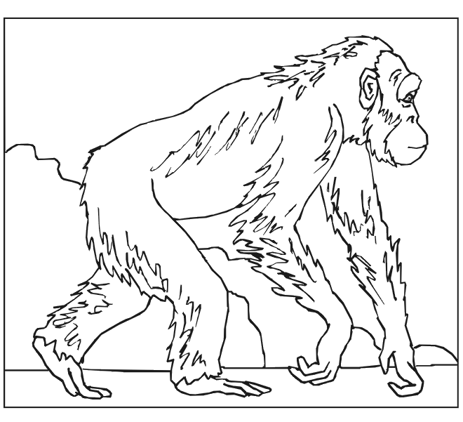 Dibujo para colorear: Mono (Animales) #14227 - Dibujos para Colorear e Imprimir Gratis