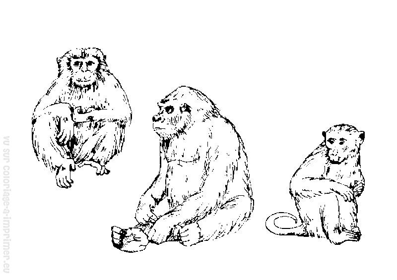Dibujo para colorear: Mono (Animales) #14289 - Dibujos para Colorear e Imprimir Gratis